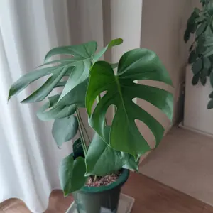 モンステラとは｜育て方がわかる植物図鑑｜みんなの趣味の園芸（NHK出版）