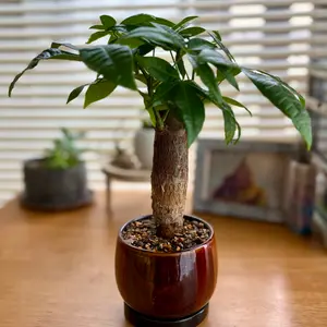 パキラとは｜育て方がわかる植物図鑑｜みんなの趣味の園芸（NHK出版）