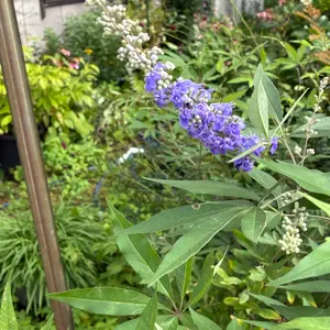 セイヨウニンジンボクとは｜育て方がわかる植物図鑑｜みんなの趣味の