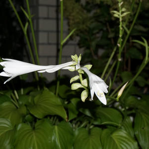 ギボウシ（ホスタ）の種類（原種、品種）｜植物図鑑｜みんなの趣味の