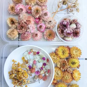 ヘリクリサム（ムギワラギク・帝王貝細工）の写真｜植物図鑑｜みんなの