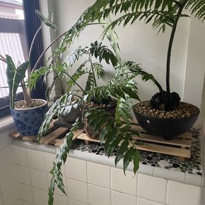 リュウビンタイの写真｜植物図鑑｜みんなの趣味の園芸