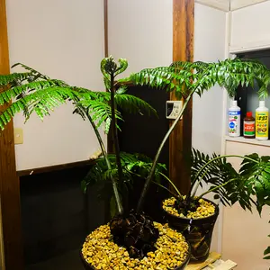 リュウビンタイとは・基本情報｜育て方がわかる植物図鑑｜みんなの趣味
