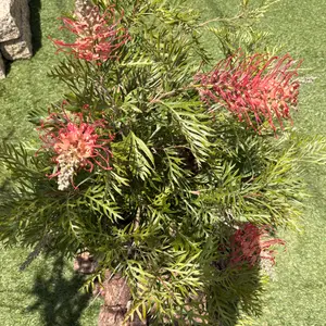 グレビレアとは・基本情報｜育て方がわかる植物図鑑｜みんなの趣味の