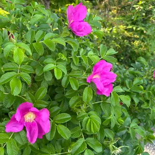 みんなの園芸日記|楽しく参考になる毎日の植物記録|みんなの みんなの園芸日記|楽しく参考になる毎日の植物記録|みんなの
