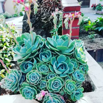 こんにちは！毎年この時期に可愛いピンクの花を咲かせる多肉植