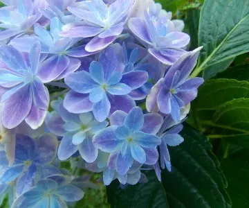 紫陽花アジサイの挿し木の赤ちゃん苗が元気が無く、葉が黒ずん