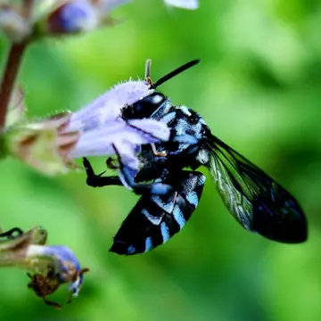 先日、大きなタンポポの様な綿毛を見つけました草丈は130cm前