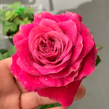 咲いてきたバラと花苗購入 | 自分のための庭づくり～＊