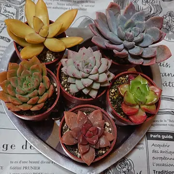 フリマから多肉植物をお迎えした際にオマケとして頂いた小さな