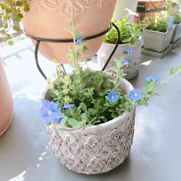 こちらの観葉植物の名前を忘れてしまいました。葉がとても小さ 