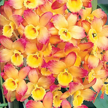 大明セッコクスペシオサム.デンドロビュームです。冬に新しく｜園芸