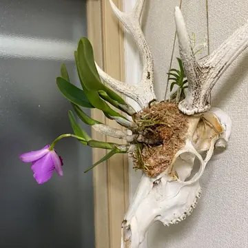 シンボルツリー】粘土質の庭に植え続けてきたマニアが『条件別』に紹介 | 片付け苦手のおうち防災│ほーむずさんち