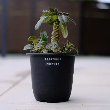 オーガスタの育て方について質問です。オーガスタを地植えで育 オーガスタの育て方について質問です。オーガスタを地植えで育