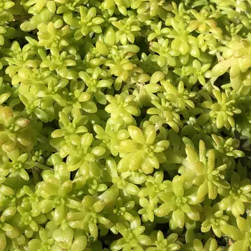 金柑（キンカン）のすべての葉が、葉先から半分、葉によっては