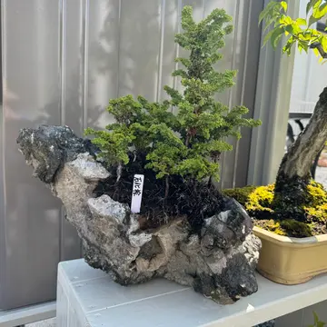 この蜂はなんの蜂だか分かりますか？ミニダリアの蜜を吸いにき 
