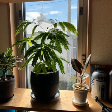 実生のパキラミルキーウェイを購入しました。植え替えようとし