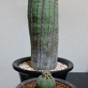 ユーフォルビアオベサなのですが写真の青線の丸で囲った黒い部