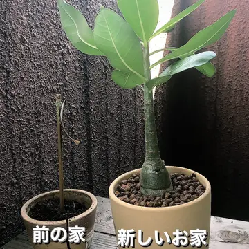 アデニウムアラビカムブラックジャイアントを育てているので｜園芸