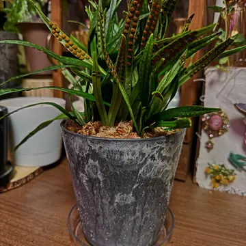 現地株　ビカクシダ ホルタミー ビカクシダ ホルタミー | フラワーショップあきの
