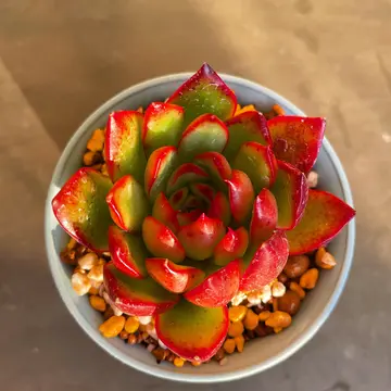 多肉植物の桜水晶というハオルチアについて悩んでいます。購入