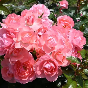 開店記念セール！ 初めまして。バラ園で見かけたこちらの薔薇の名前を教えていた その他