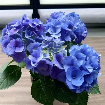 紫陽花の来年にむけた剪定についてなのですが…今年開花苗の紫