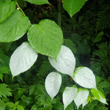 名札落ちの枯れかけのバラを買ってやっと花が咲くまで回復しま