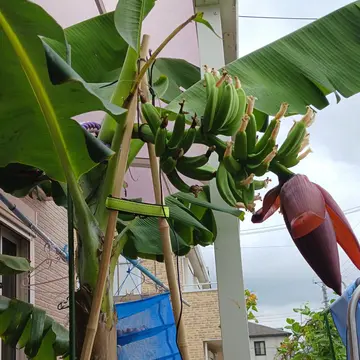 9月　10月　バナナ収穫予定　お問い合わせ用 バナナ〜〜〜〜🍌🍌🍌収穫〜〜〜🍌🍌🍌 今回はちょっと収穫の