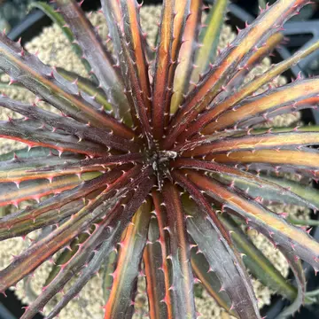 アガベ モンタナの色が悪くなってきました。緑色から霞んだ赤｜園芸