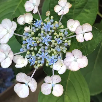 鉢植えで買ってきた紫陽花を地植えして、5年以上は経ってると思