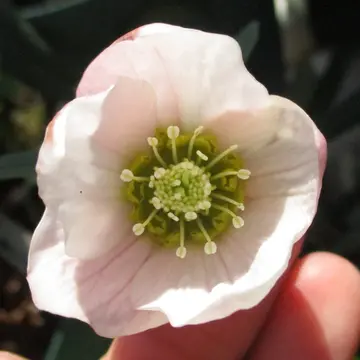 クリスマスローズのチベタヌス交配についての質問です。私は｜園芸