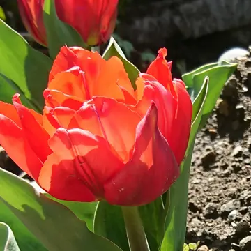 沈丁花ページ④ 沈丁花 定点観測