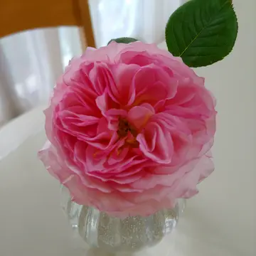 こんばんは。昨年の6月にすずらんを抜き苗で分けて頂き、地植｜園芸