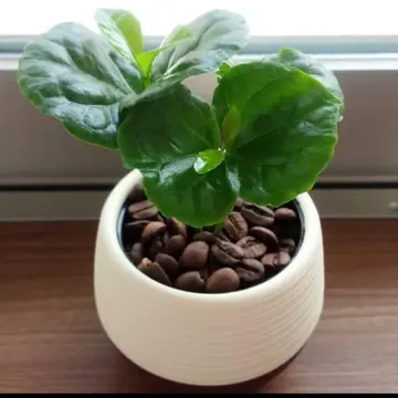 コーヒーの木を7年前に3本立ての双葉の状態で購入しました。2