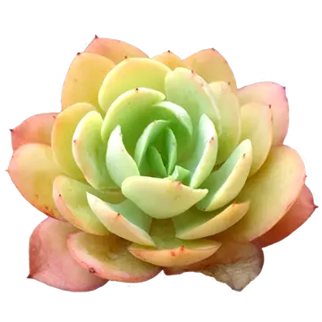 ご確認多肉 5月17日は“多肉びより”通販の日🌱 | 多肉屋365